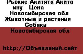 Рыжие Акитята Акита-ину › Цена ­ 40 000 - Новосибирская обл. Животные и растения » Собаки   . Новосибирская обл.
